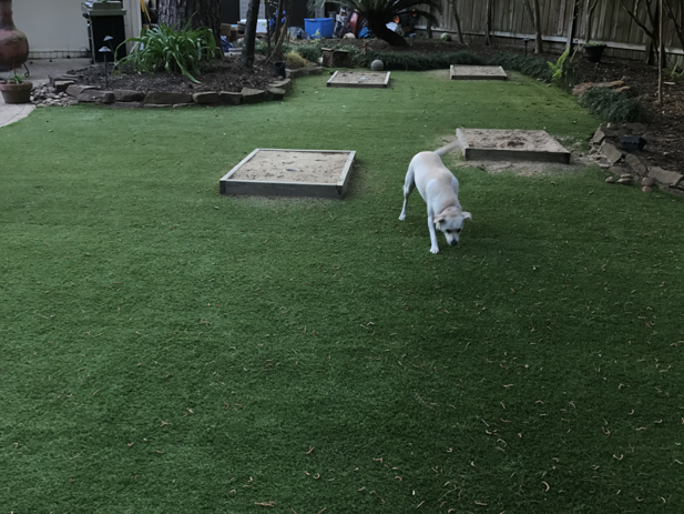 Recreational Lawn Turf 